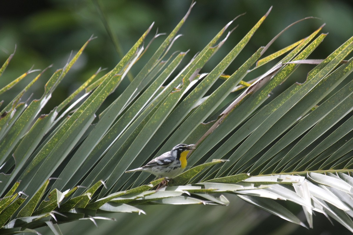 Yellow-throated Warbler - ML647018146