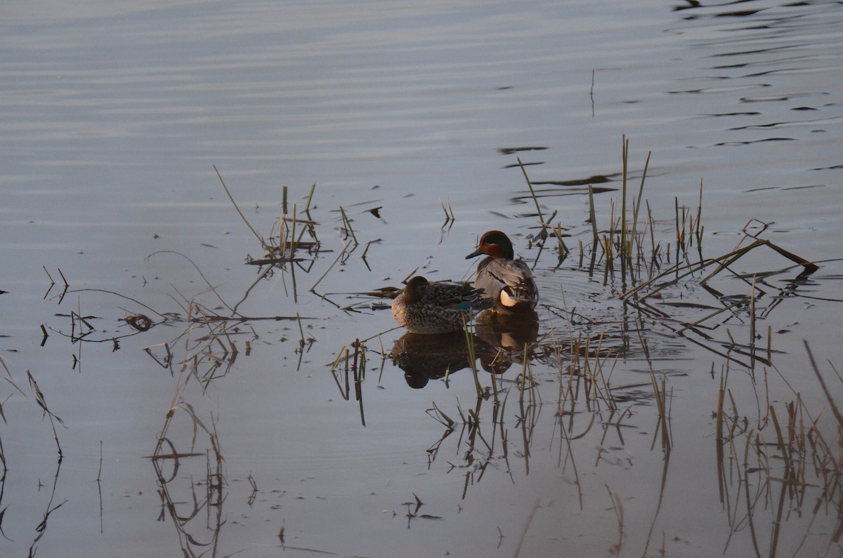Green-winged Teal - ML647018153