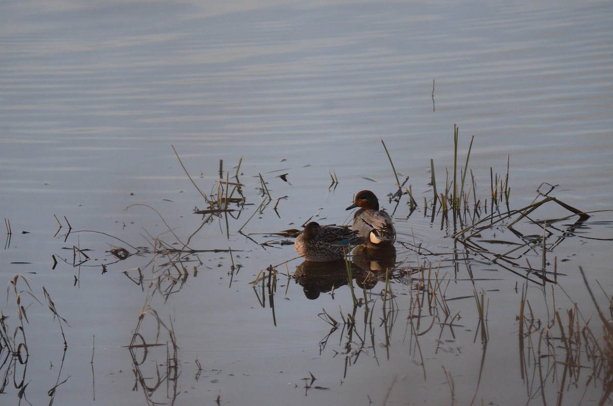 Green-winged Teal - ML647018154