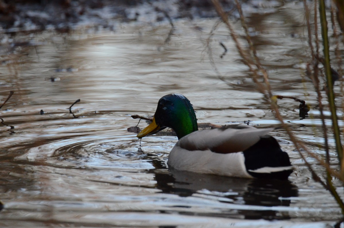 Mallard - ML647018157
