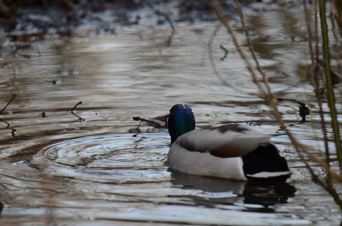 Mallard - ML647018158