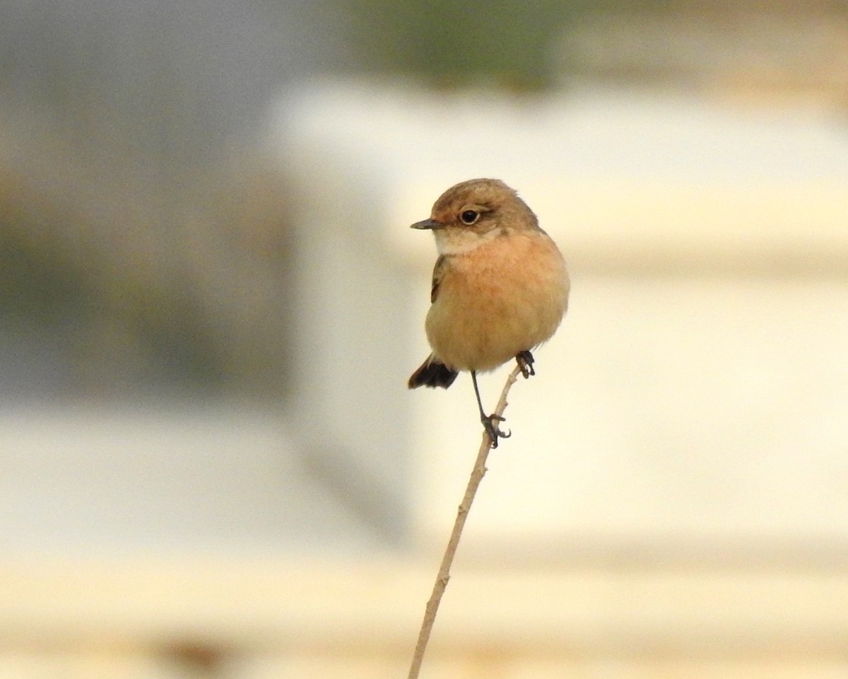 Siberian Stonechat - ML647018160