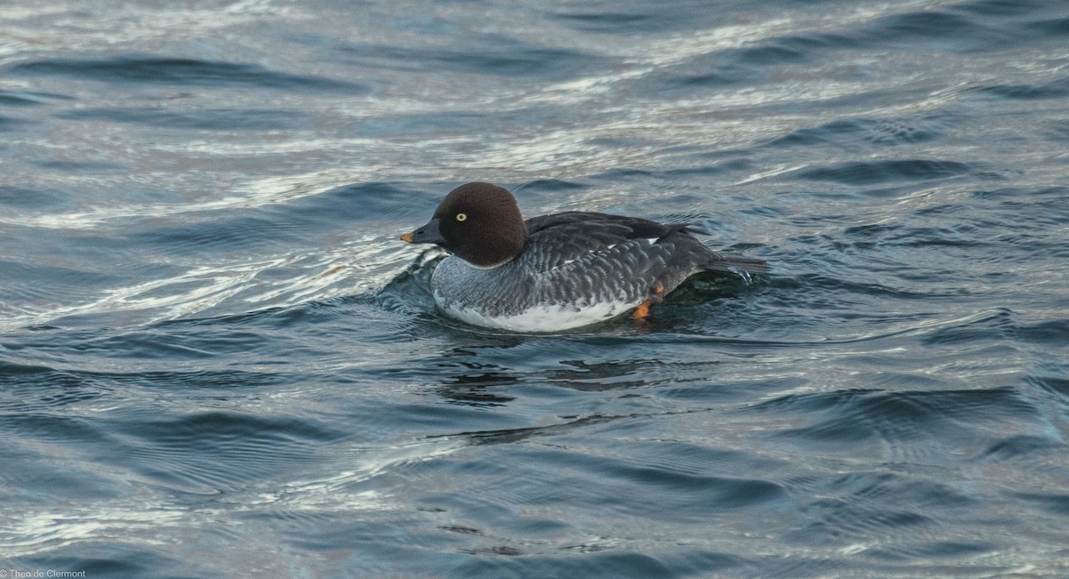 Common Goldeneye - ML647018162
