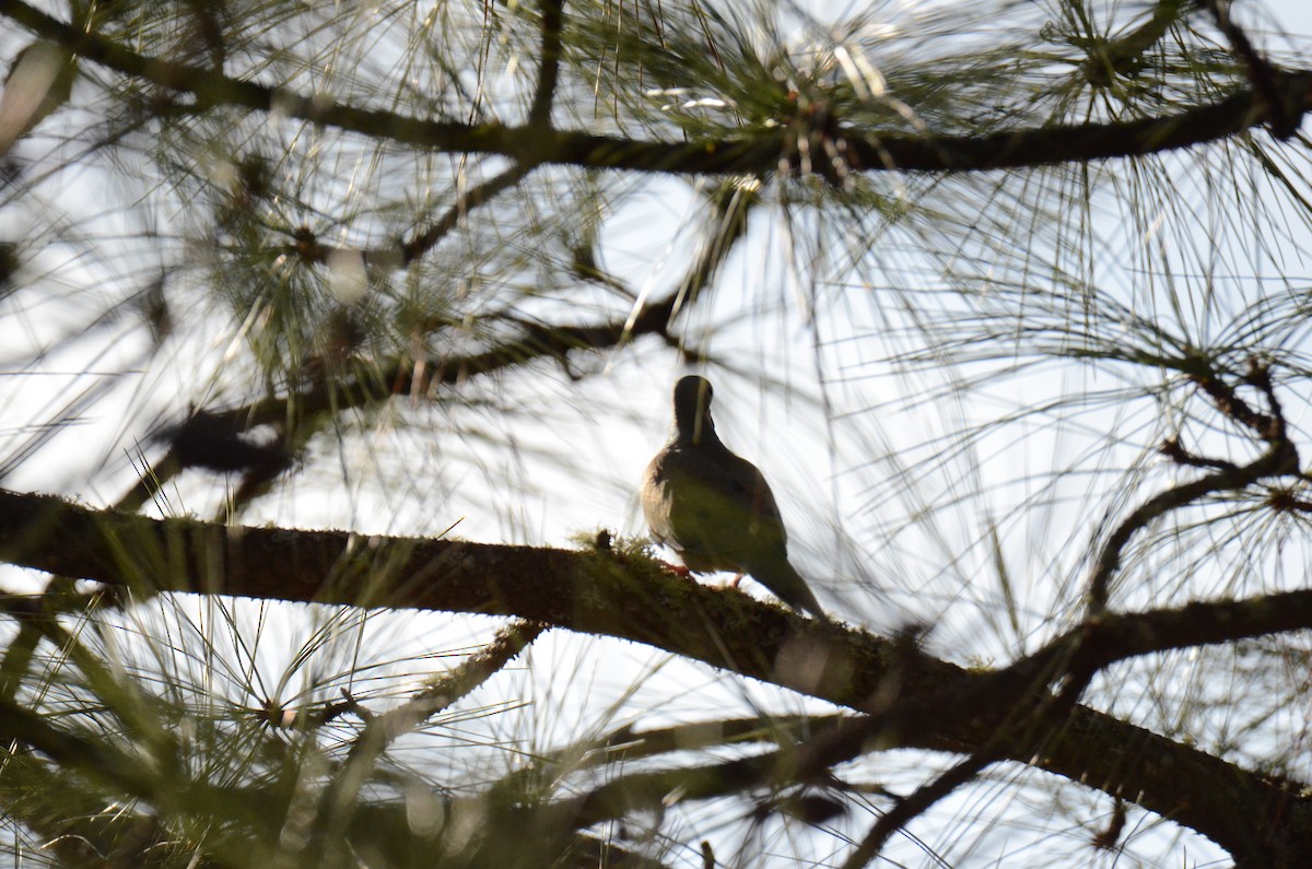 Mourning Dove - ML647018163