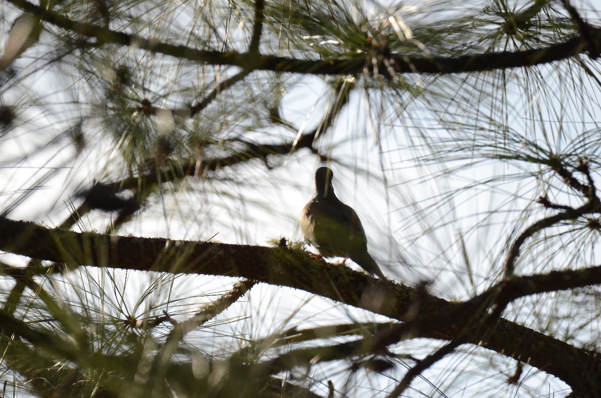 Mourning Dove - ML647018165