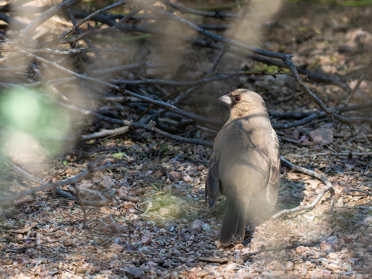 Abert's Towhee - ML647018179