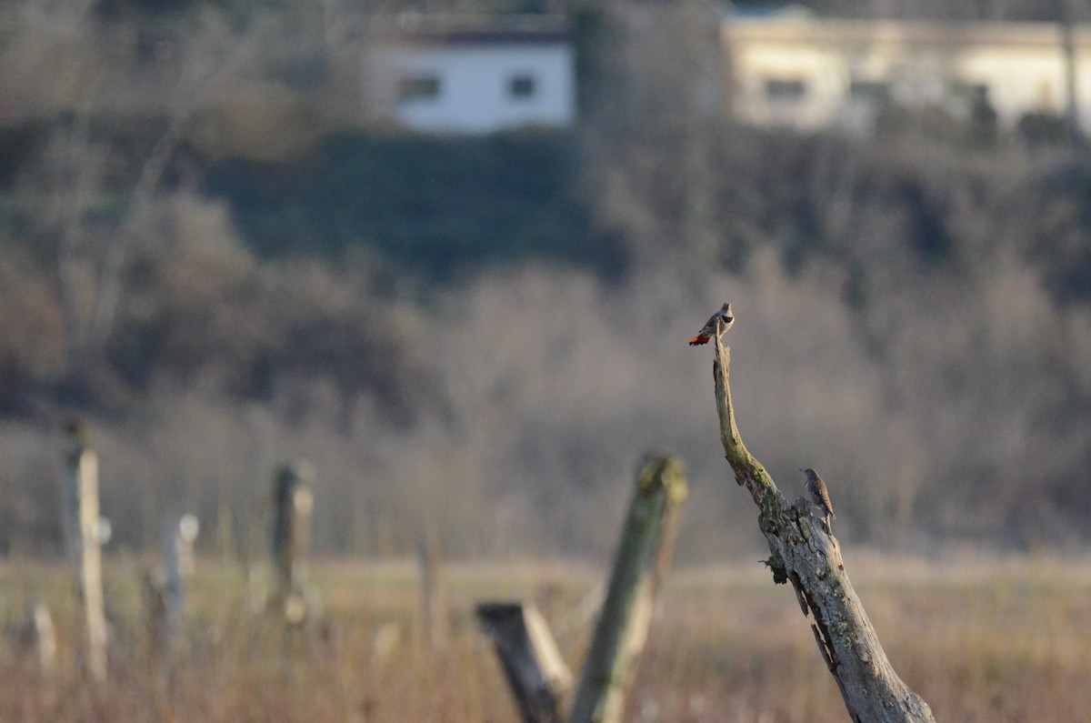 Northern Flicker - ML647018180
