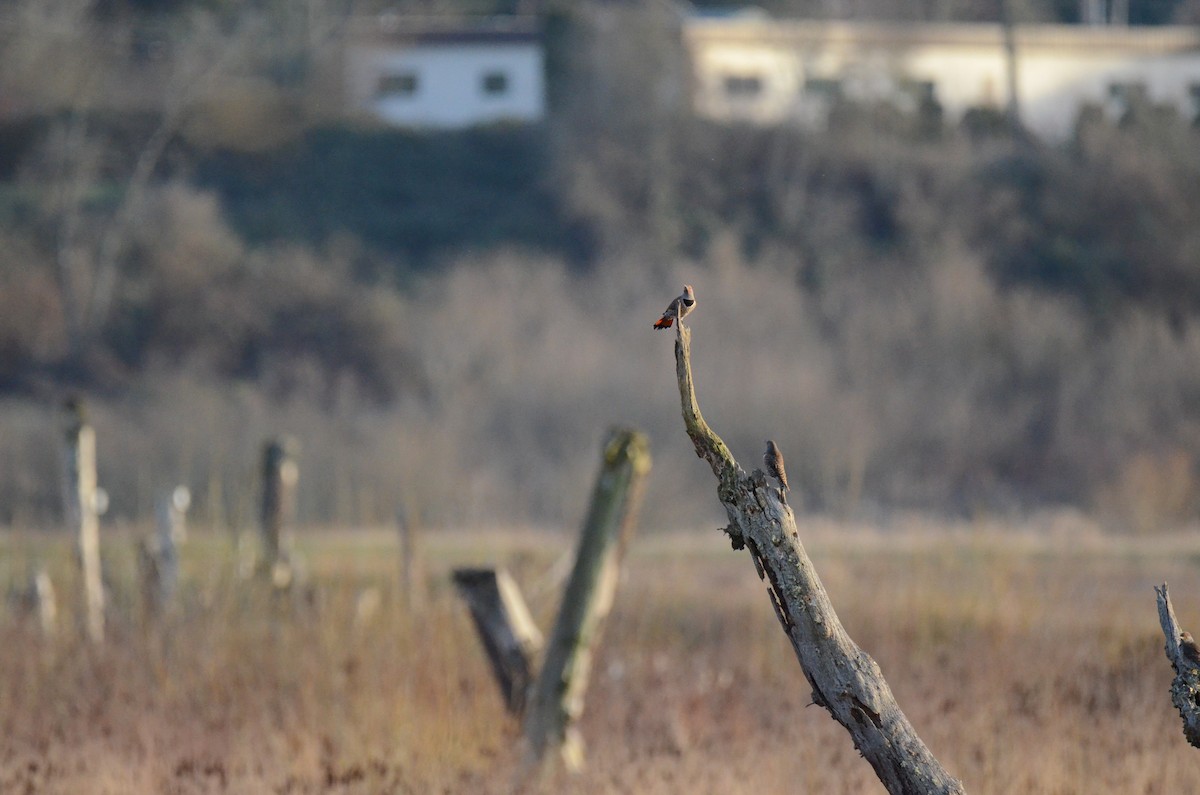 Northern Flicker - ML647018182