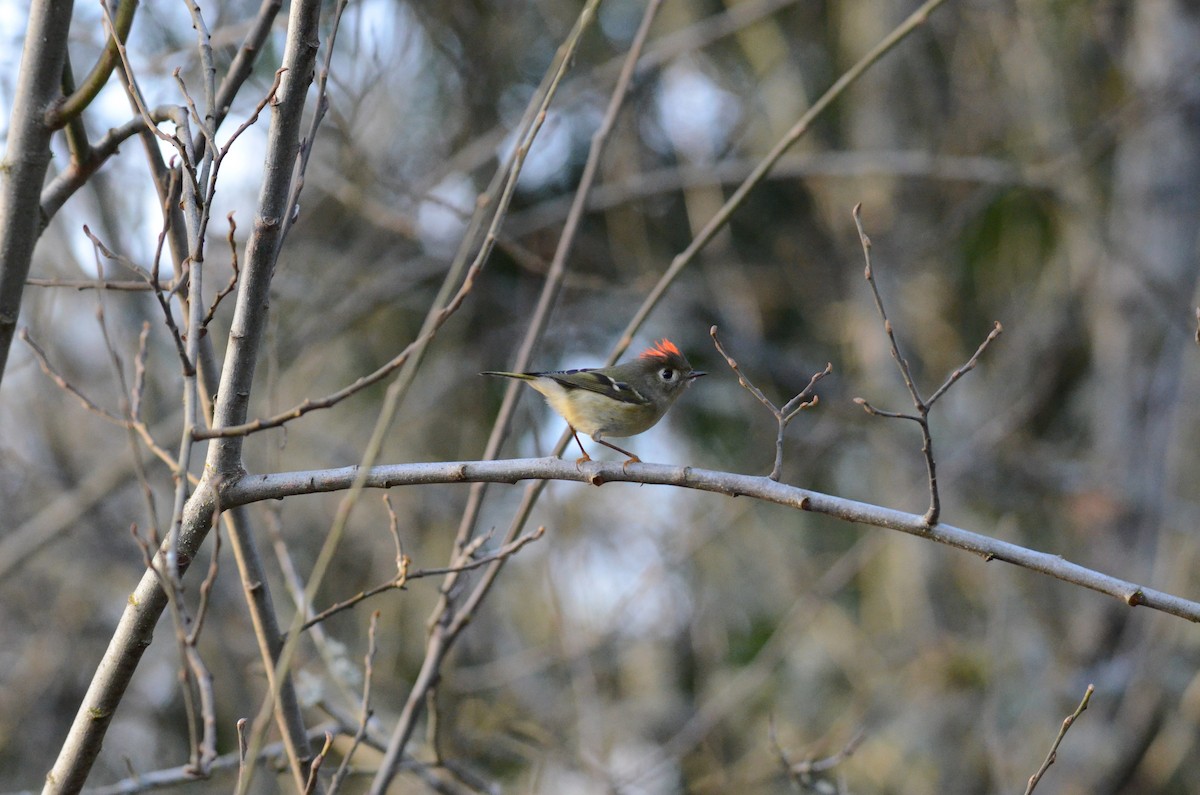 Ruby-crowned Kinglet - ML647018195