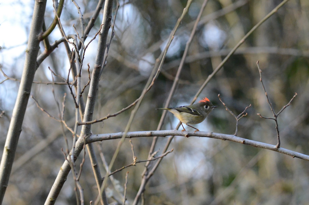Ruby-crowned Kinglet - ML647018196