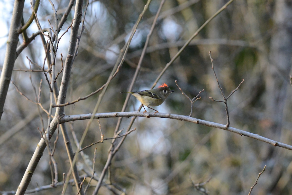 Ruby-crowned Kinglet - ML647018197