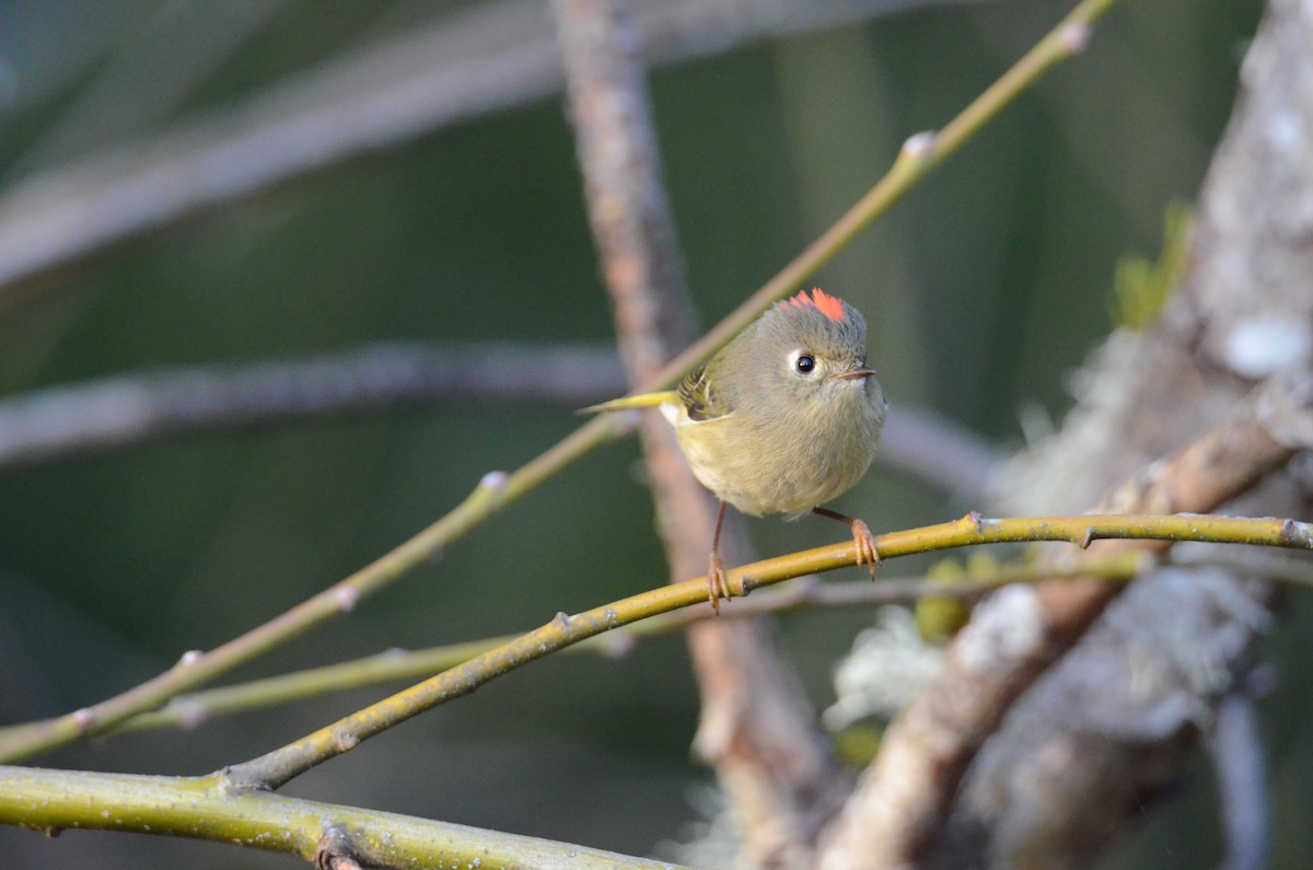 Ruby-crowned Kinglet - ML647018198