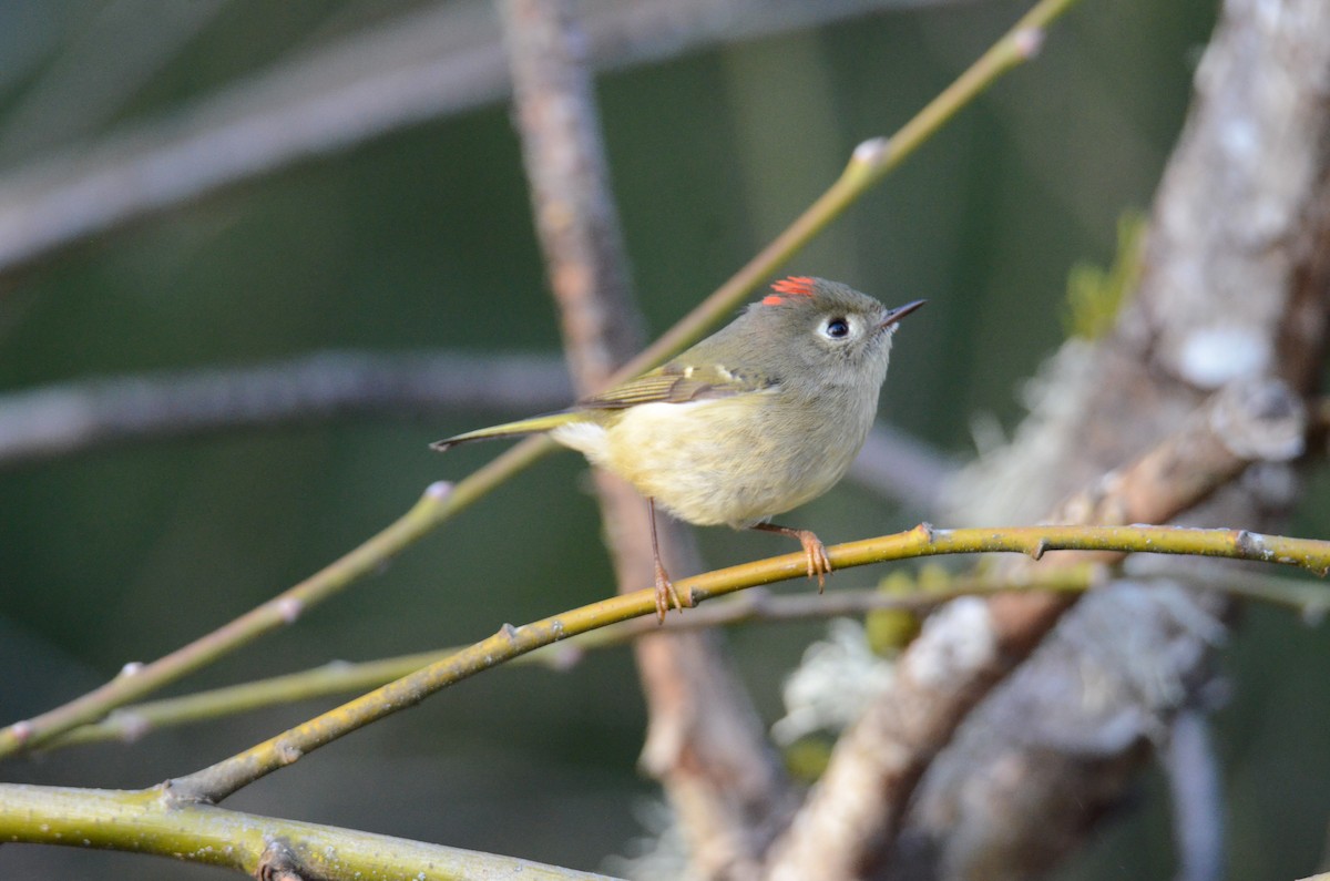 Ruby-crowned Kinglet - ML647018200
