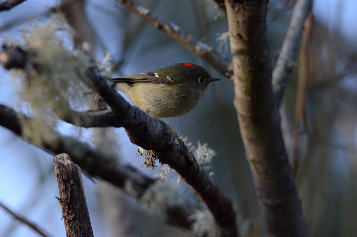 Ruby-crowned Kinglet - ML647018201