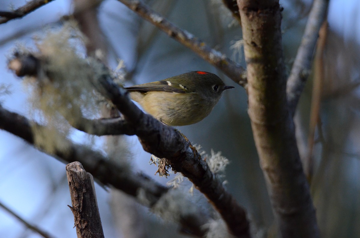 Ruby-crowned Kinglet - ML647018202