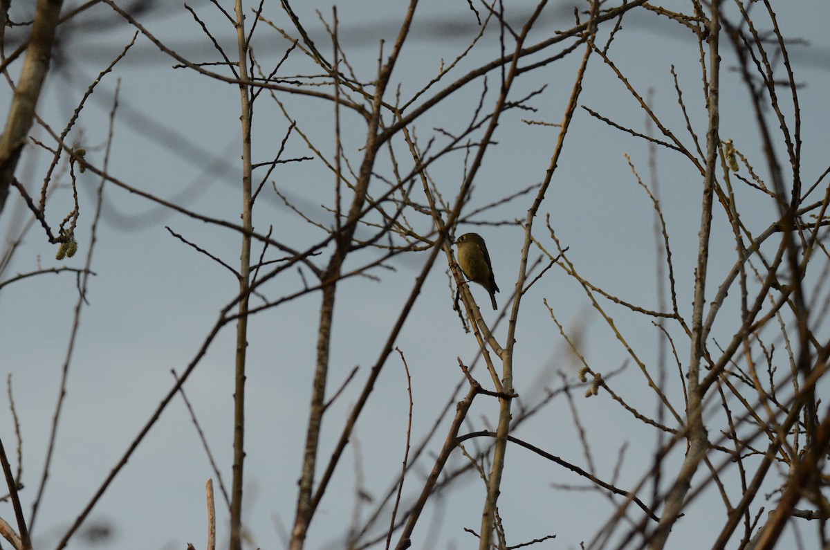 Ruby-crowned Kinglet - ML647018203