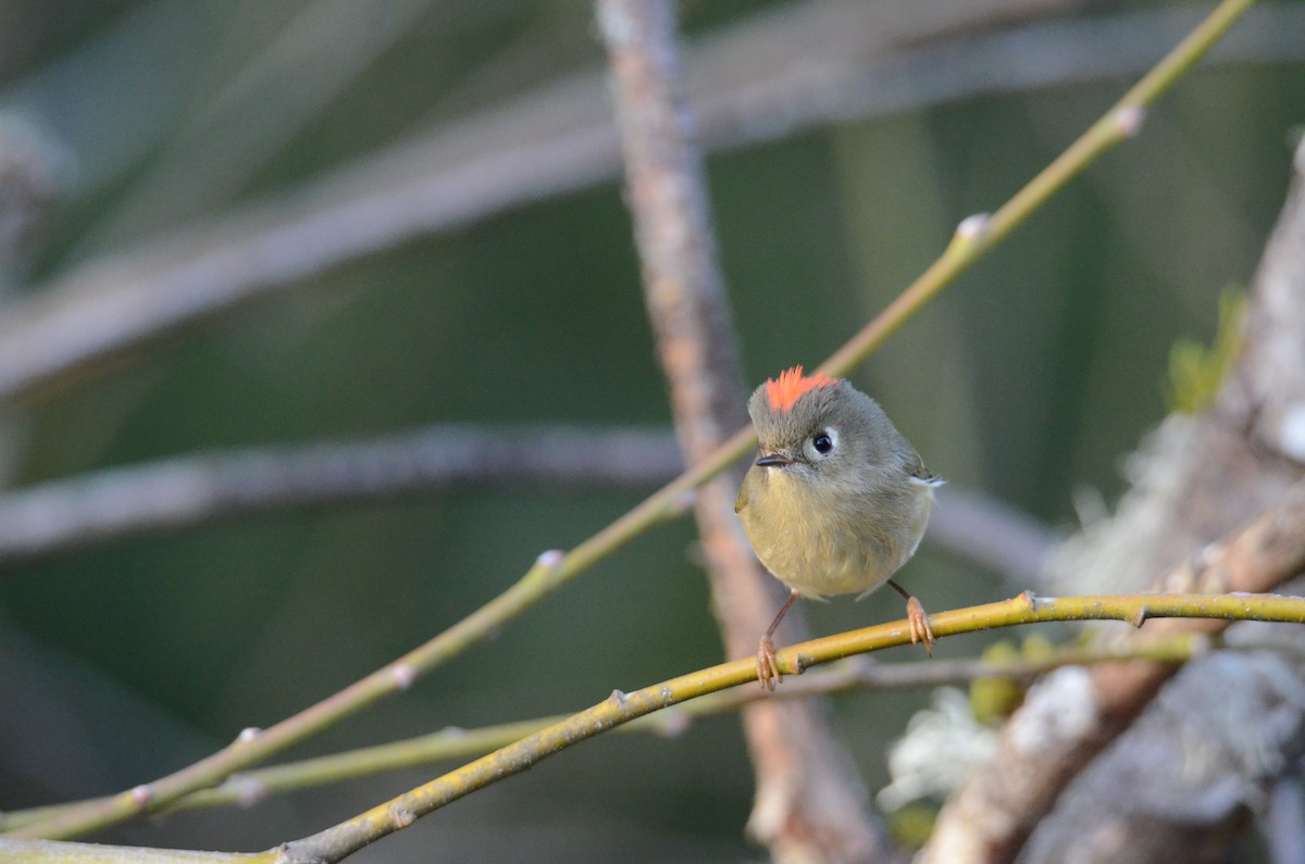 Ruby-crowned Kinglet - ML647018204