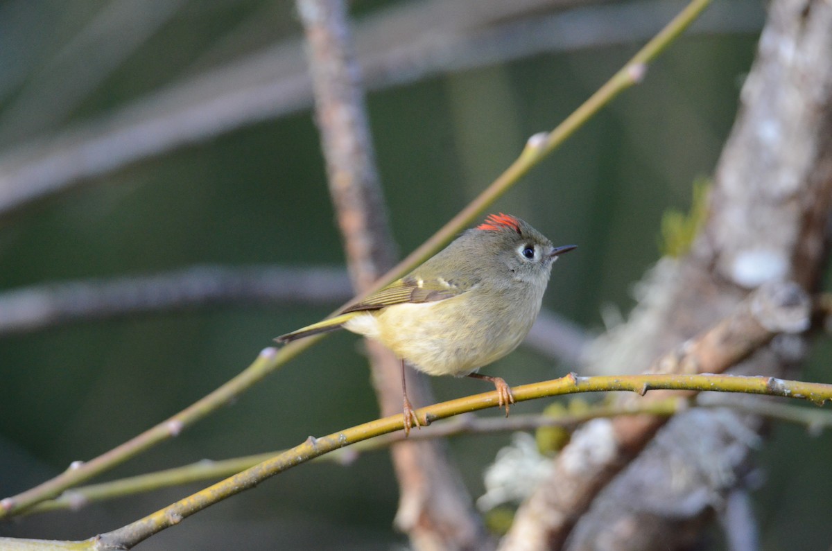 Ruby-crowned Kinglet - ML647018206