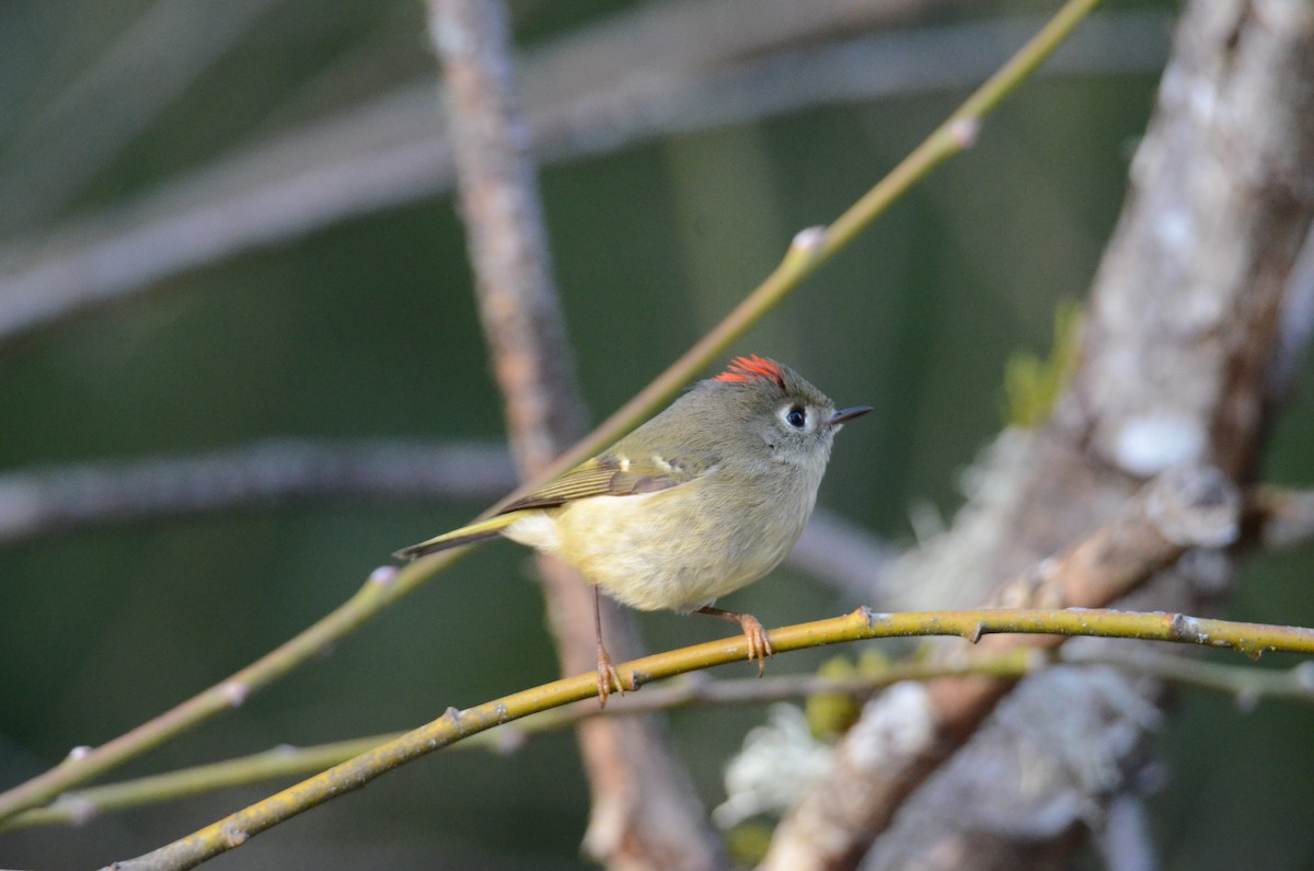 Ruby-crowned Kinglet - ML647018207