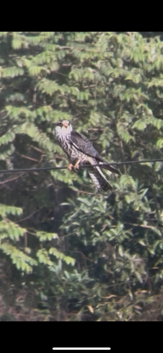Amur Falcon - ML647018208