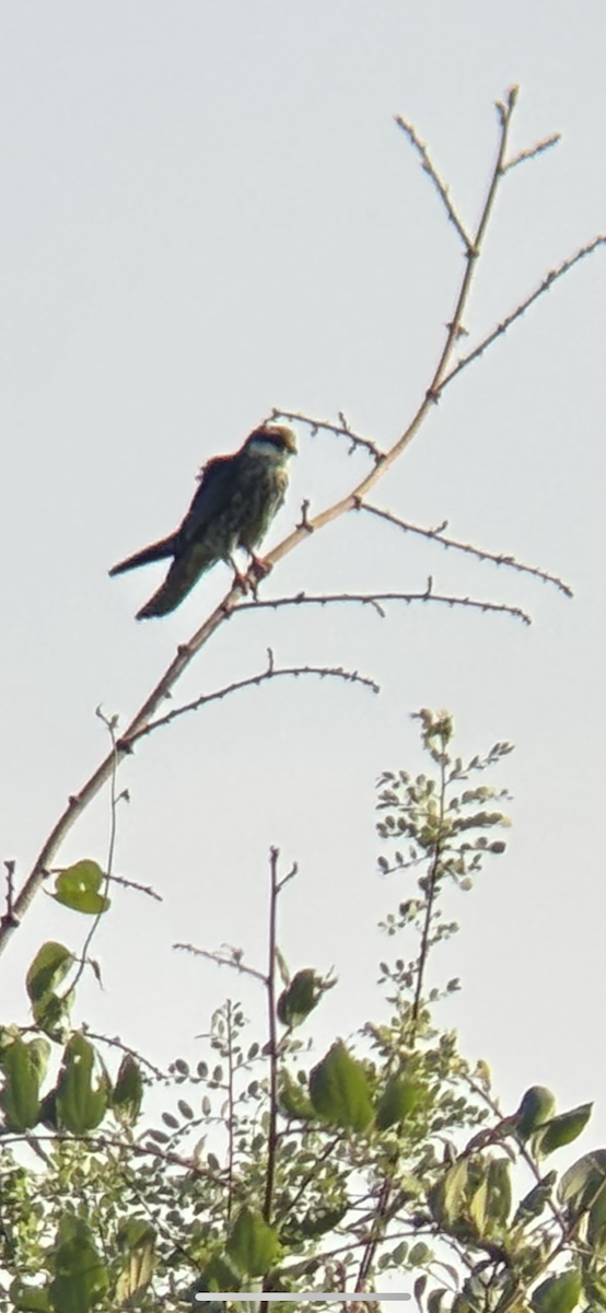 Amur Falcon - ML647018209