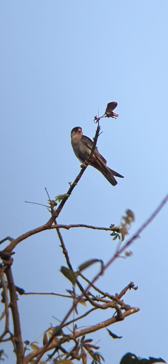 Amur Falcon - ML647018210