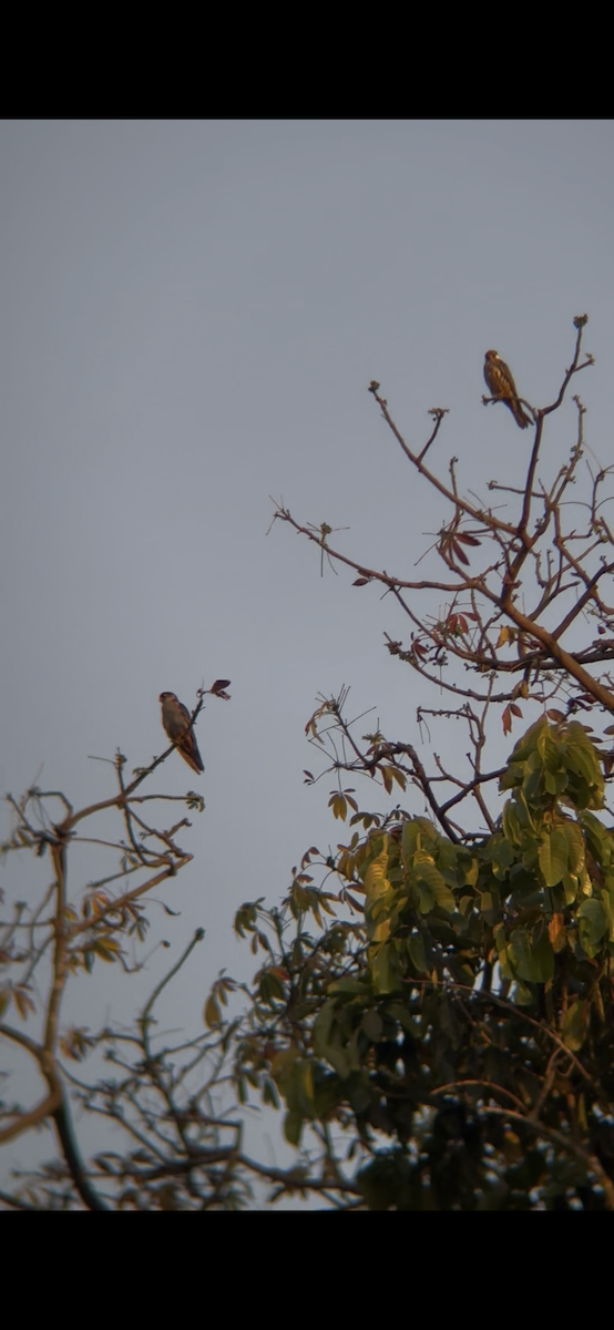 Amur Falcon - ML647018211