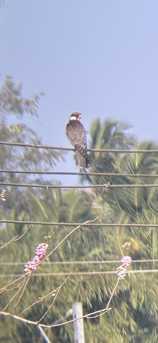 Amur Falcon - ML647018212