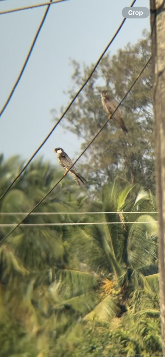 Amur Falcon - ML647018213