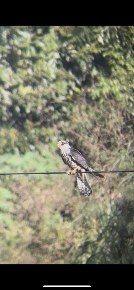 Amur Falcon - ML647018214