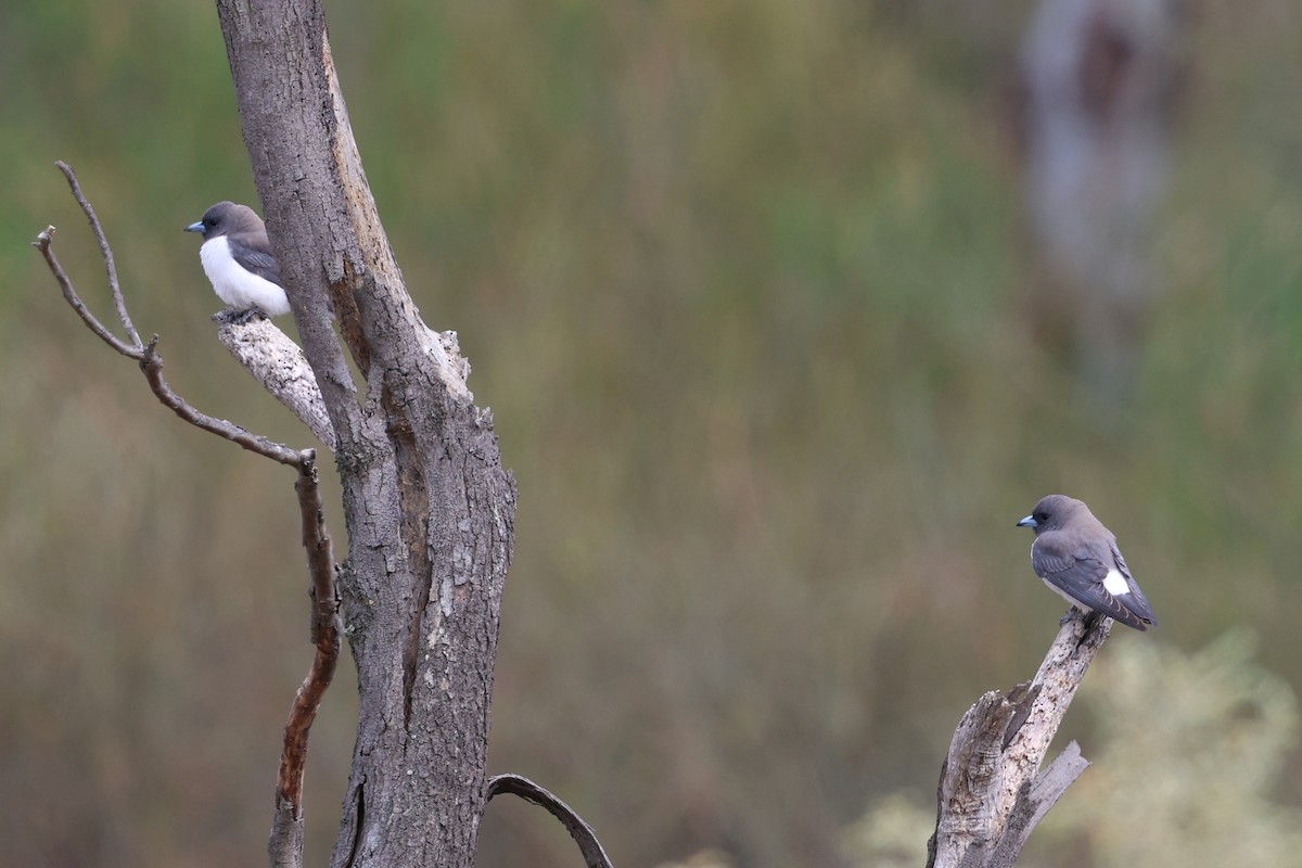 White-breasted Woodswallow - ML647018215