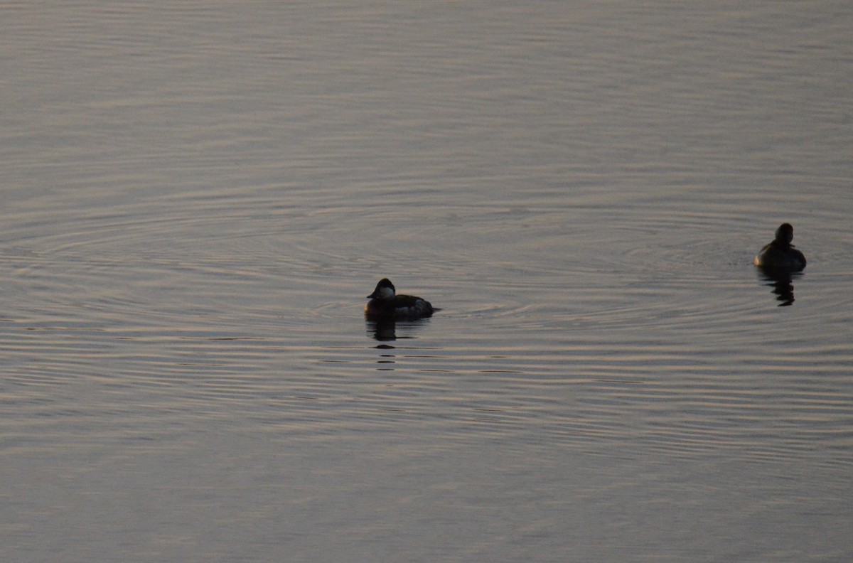 Ruddy Duck - ML647018218