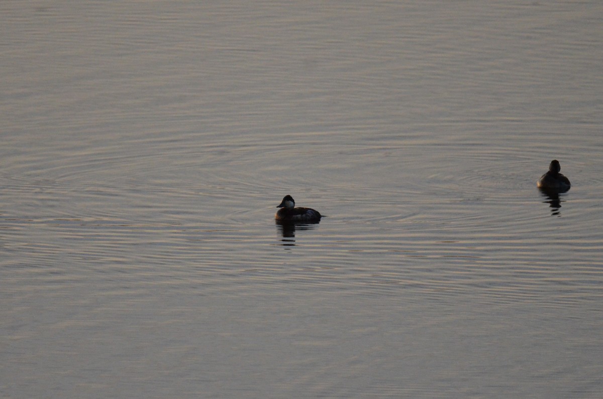 Ruddy Duck - ML647018219