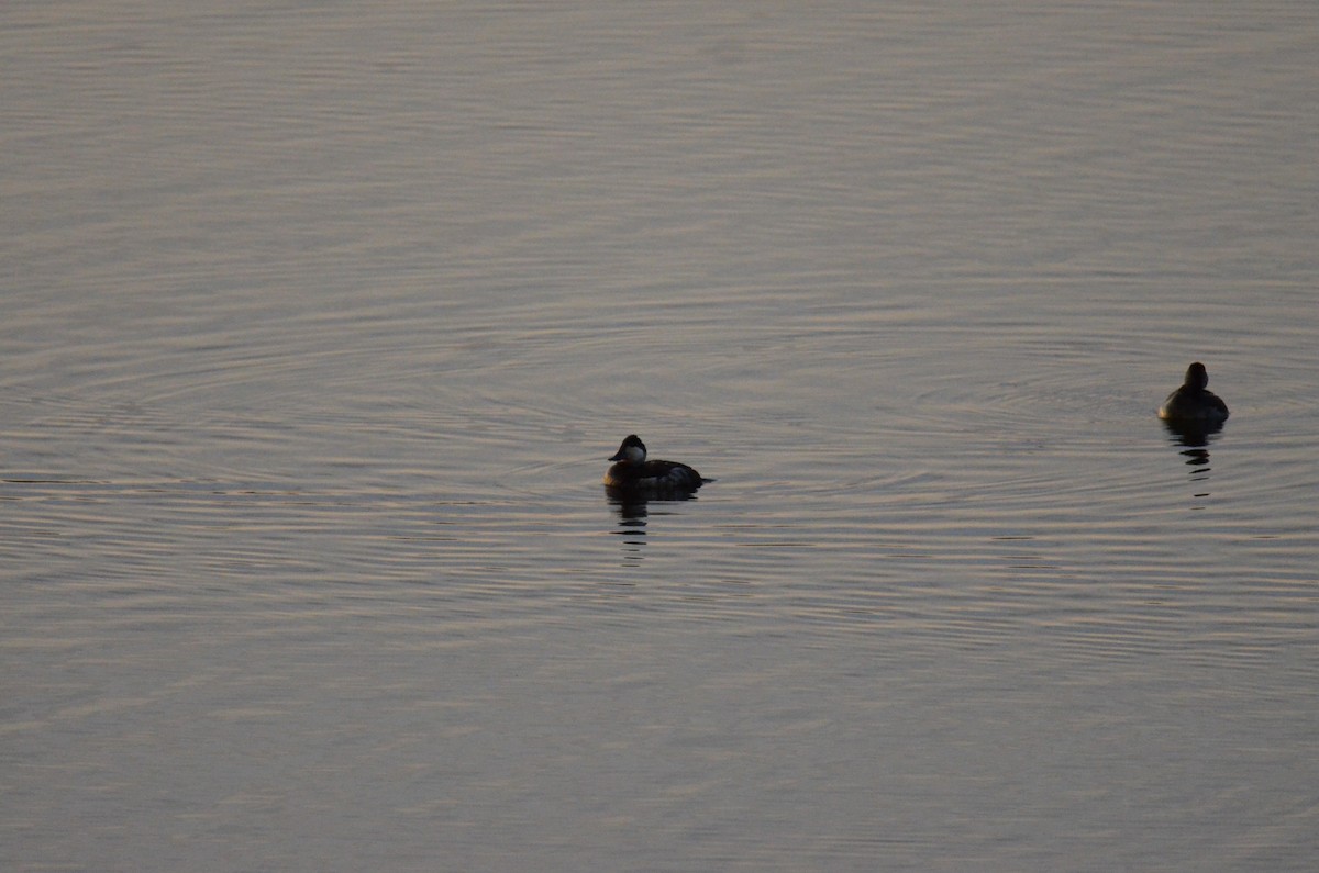 Ruddy Duck - ML647018220