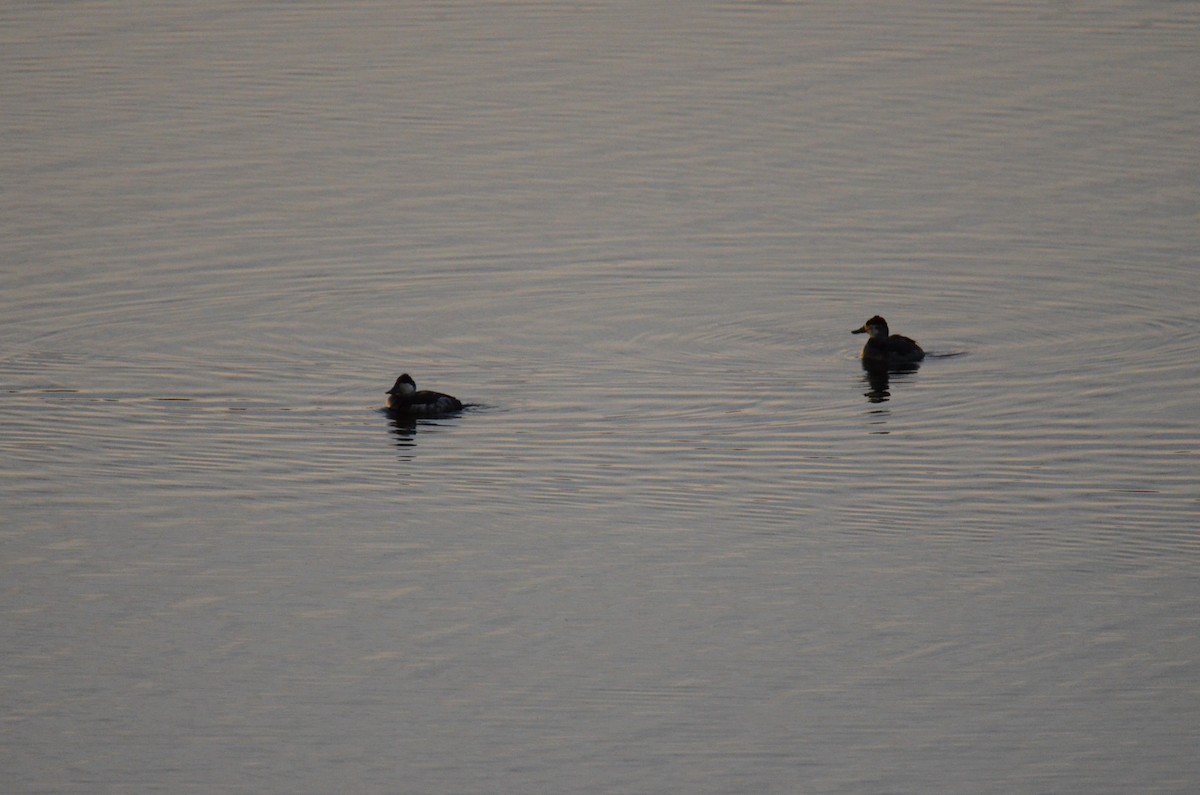 Ruddy Duck - ML647018222