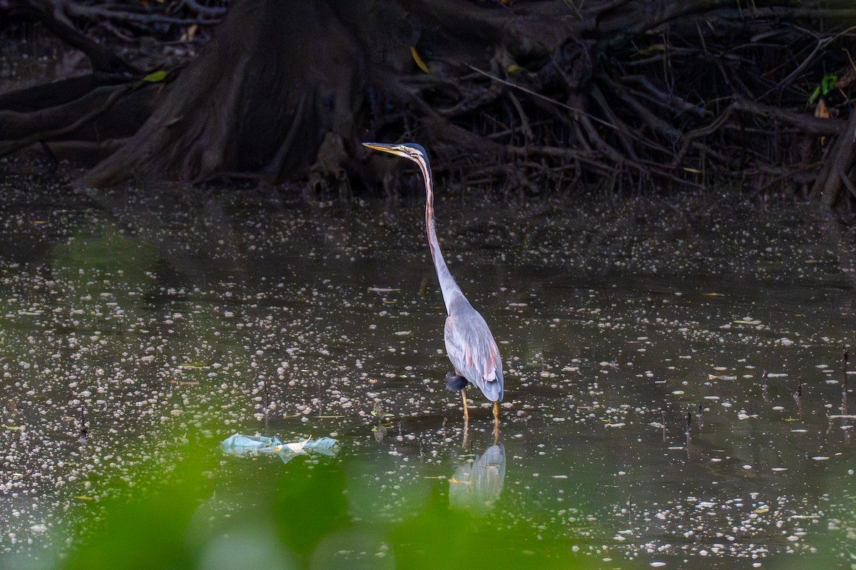 Purple Heron - ML647018226