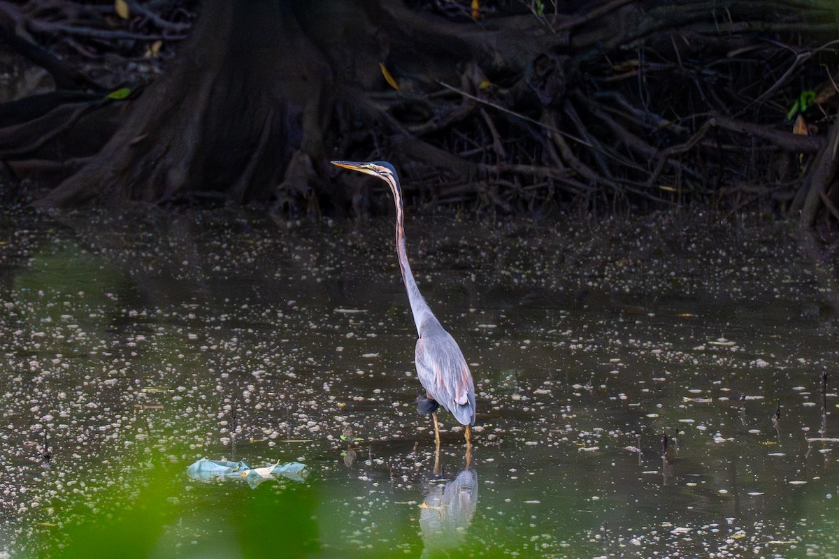 Purple Heron - ML647018227