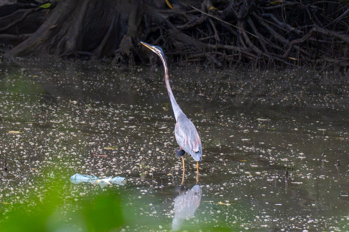 Purple Heron - ML647018228