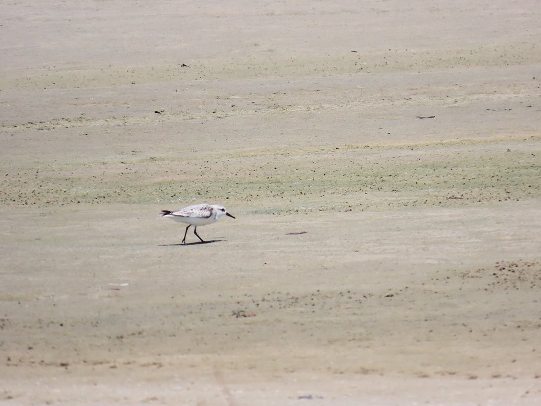 Песчанка - ML647018231