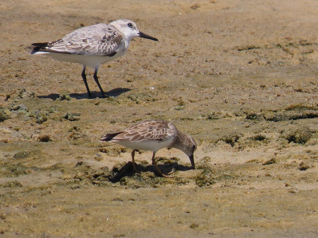 Песчанка - ML647018232