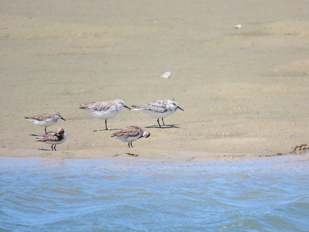 Песчанка - ML647018233