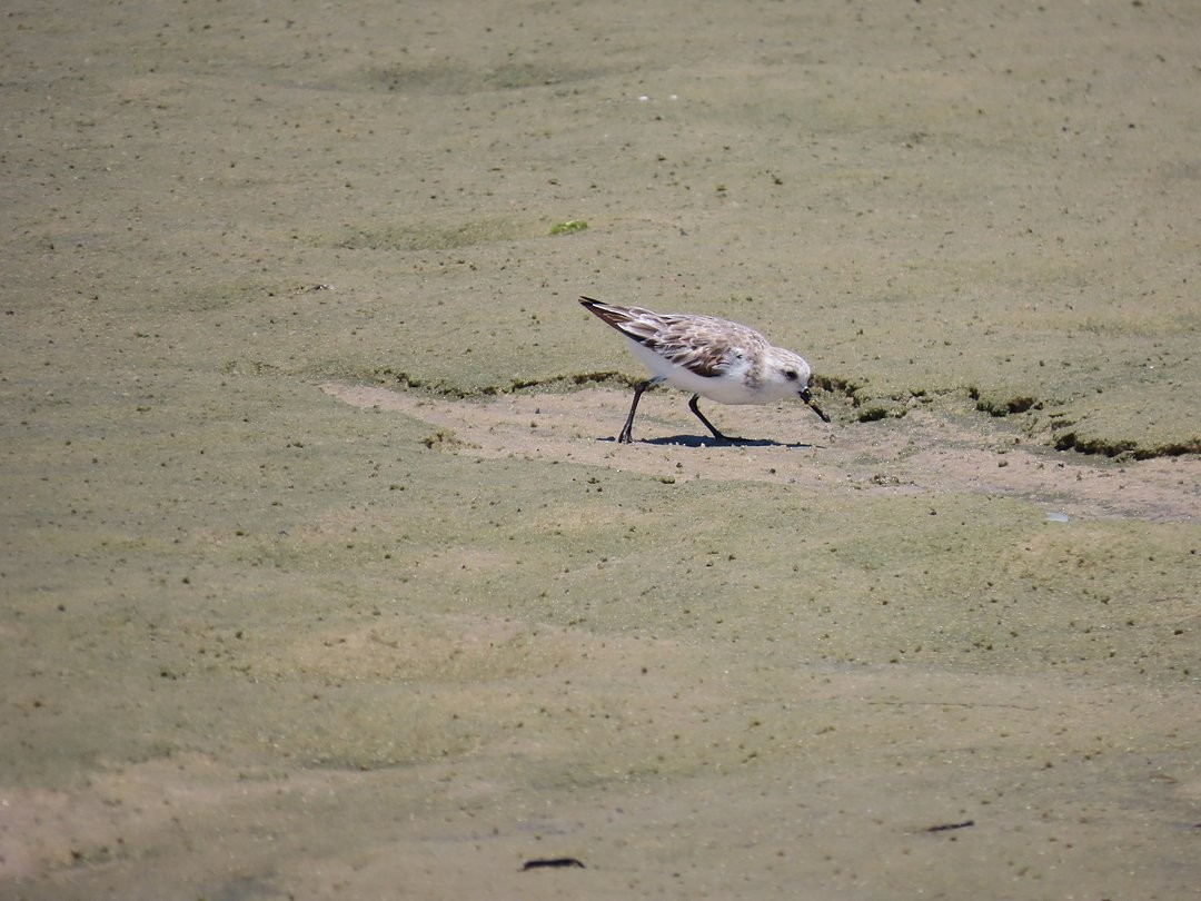 Песчанка - ML647018234