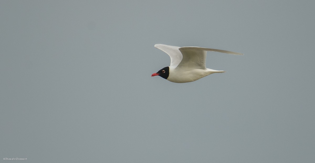 Mediterranean Gull - ML647018263