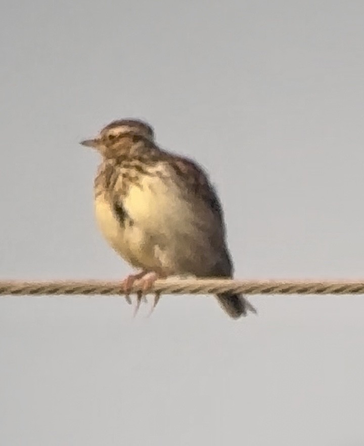 Wood Lark - ML647018265
