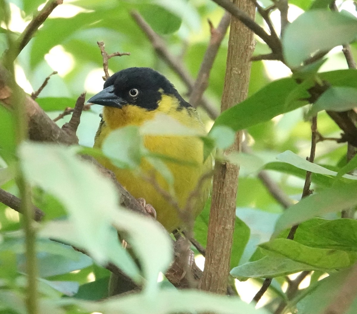 Tejedor Baglafecht - ML647018266