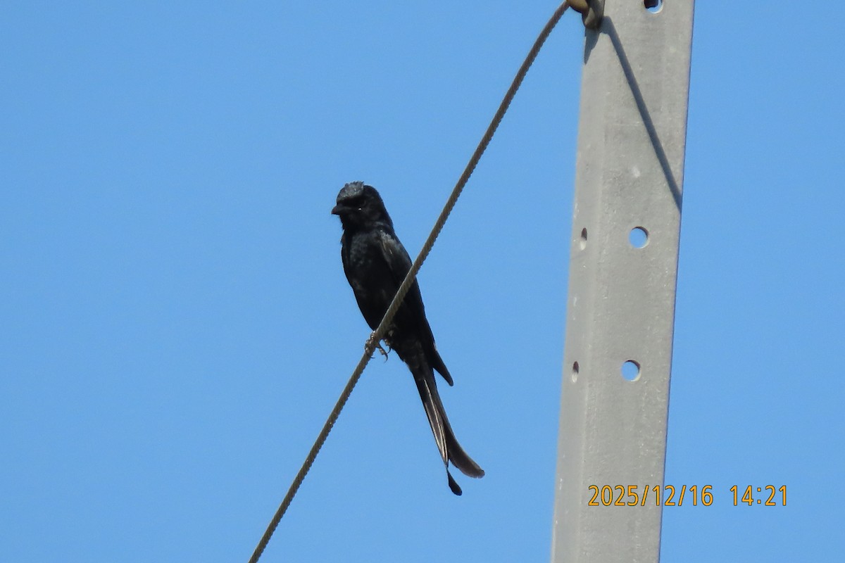 Black Drongo - ML647018274