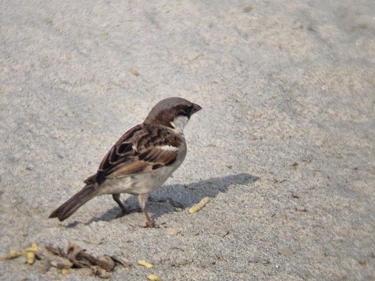 vrabec domácí - ML647018276