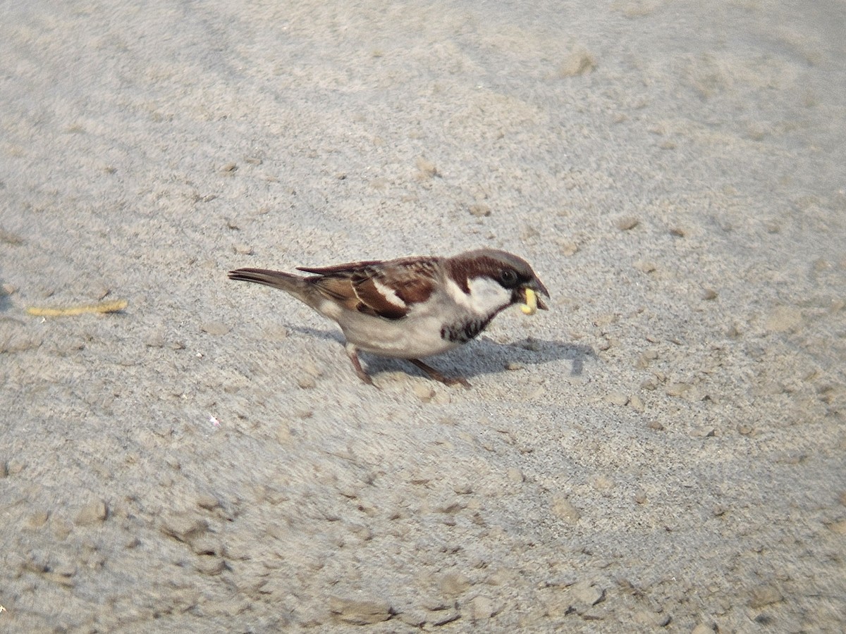 vrabec domácí - ML647018277