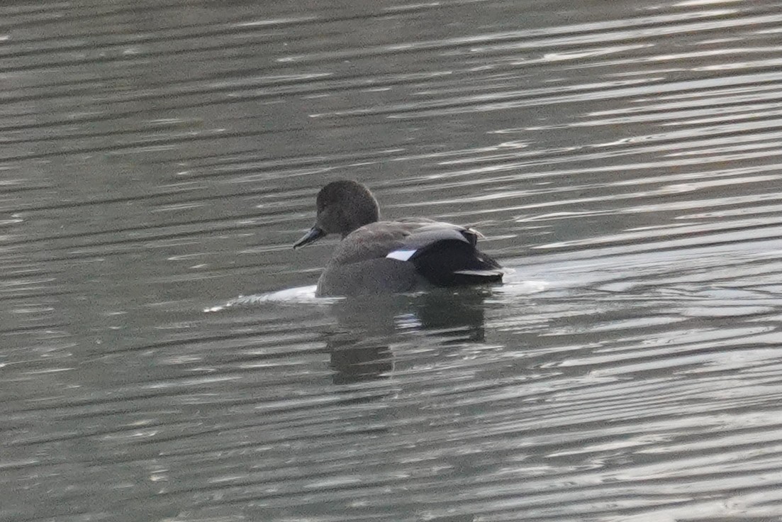 Gadwall - ML647018283