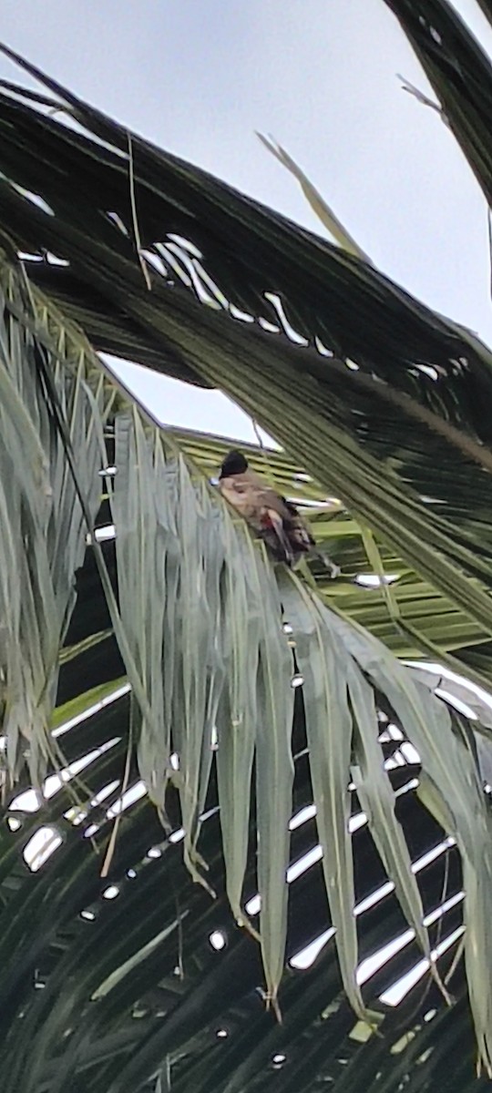 bulbul šupinkový - ML647018284